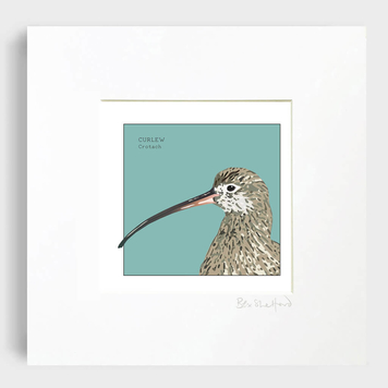 Irish Seabird: Curlew - Crotach Art Print