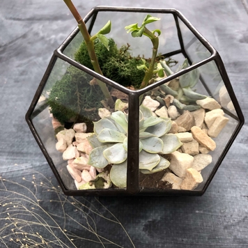 Small Dodecahedron Terrarium