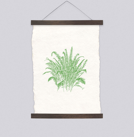 Ferns Ferns